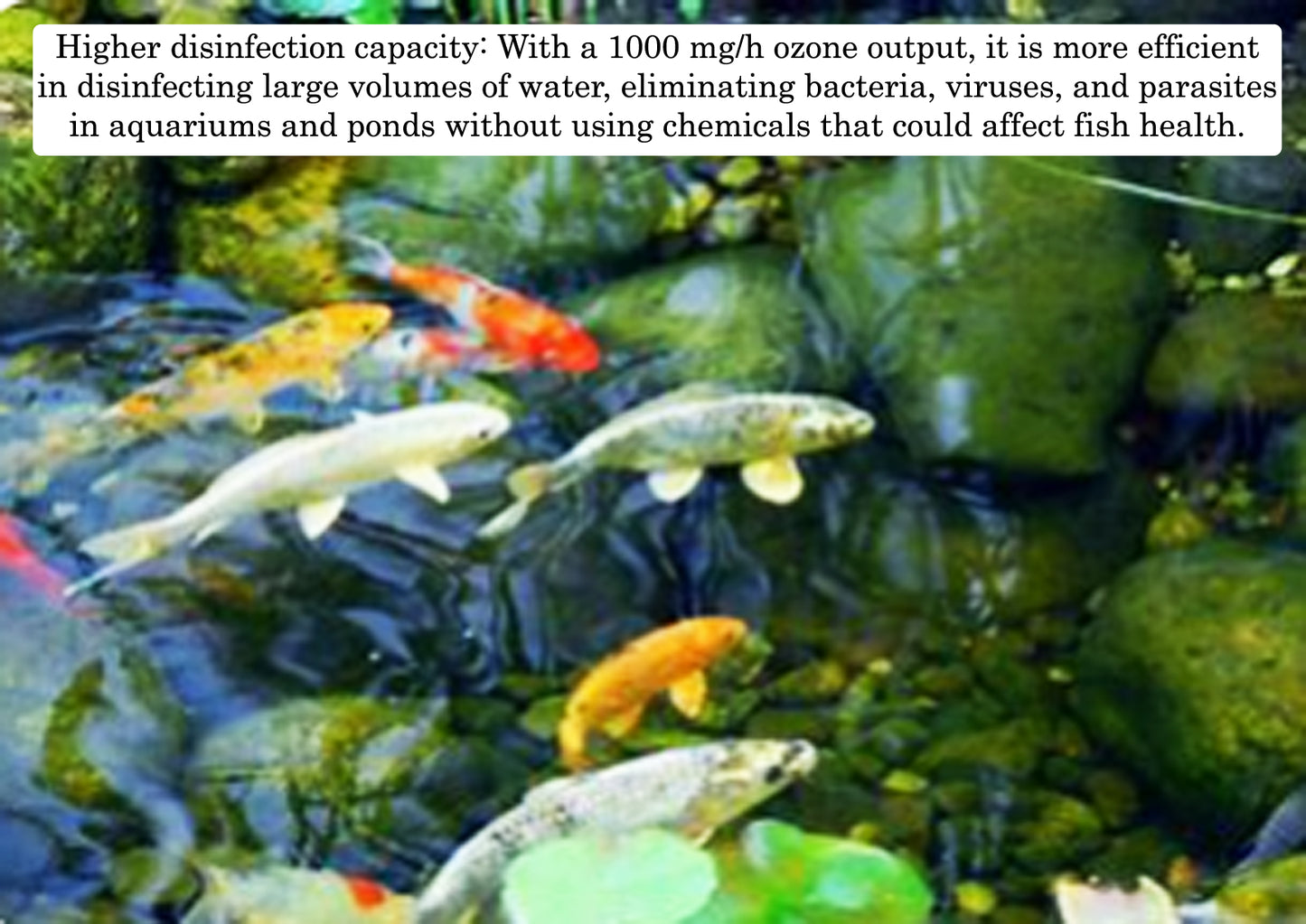 Aquarium Ozone Generator, Fish Ponds,1000 mg/h, Ideal for Fish Tank, Algae Control and Improving Water Quality